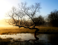 treehorz
