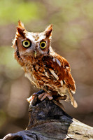 owl