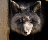 silverfox
