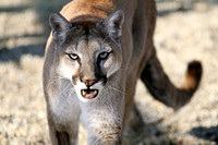 cougar1